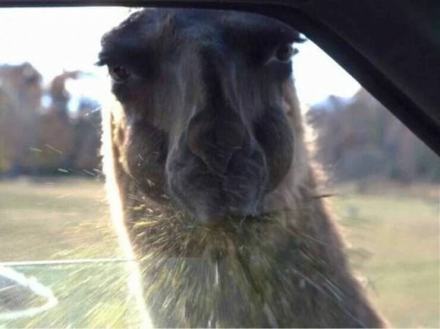 Funny Animals (52 pics)
