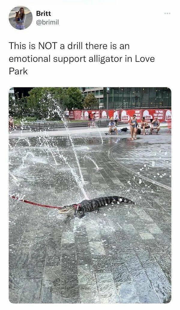 Funny Animals (52 pics)