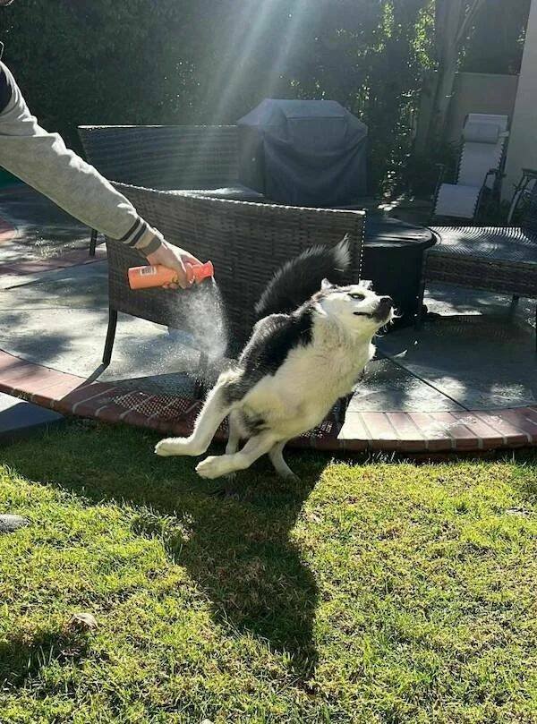 Funny Animals (52 pics)