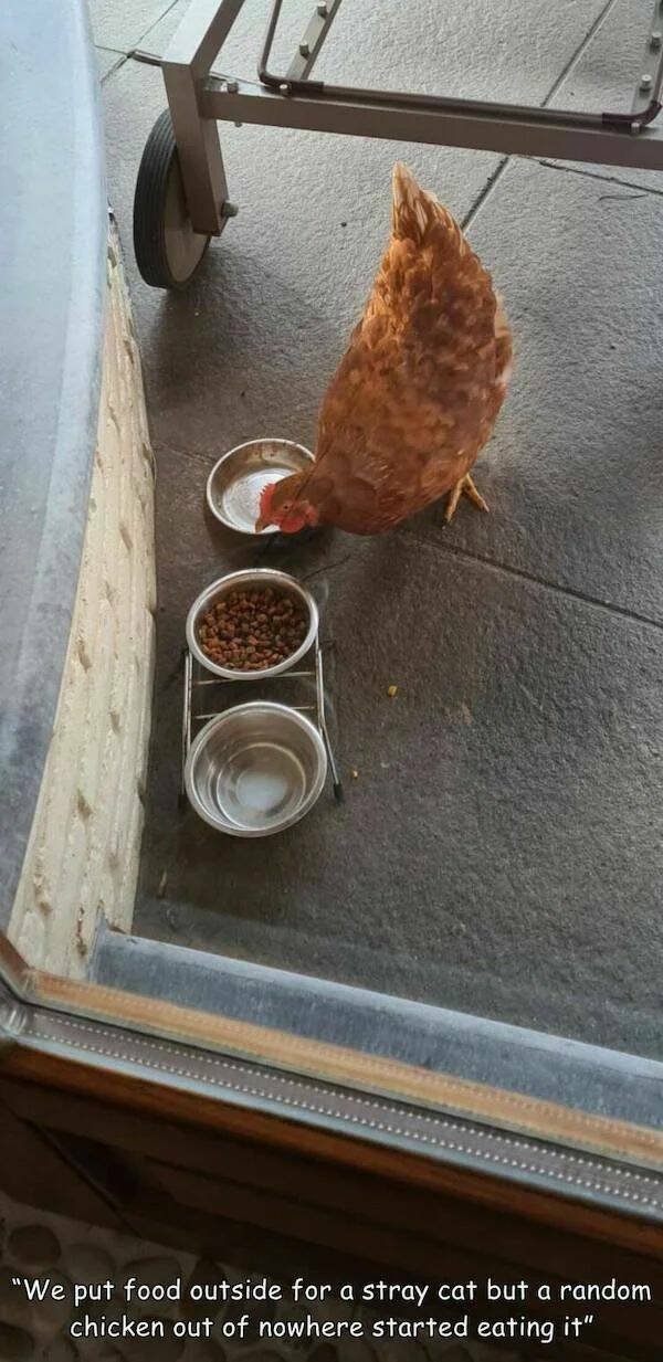 Funny Animals (52 pics)