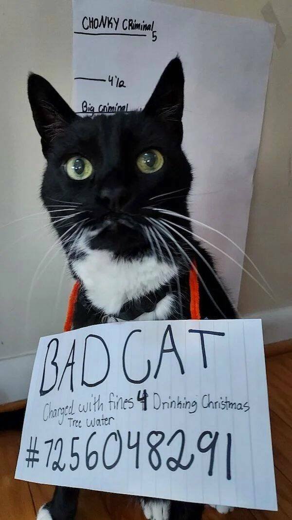 Funny Animals (52 pics)