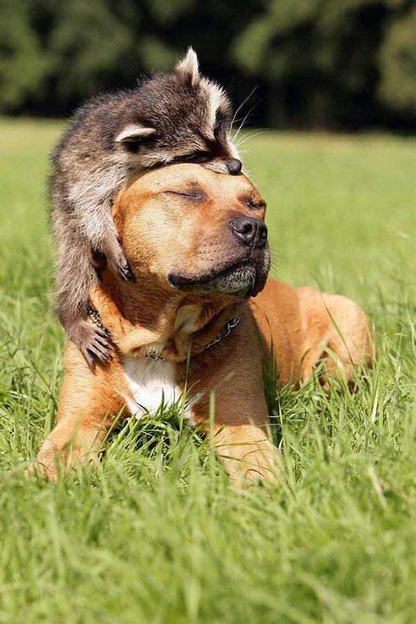 Funny Animals (52 pics)