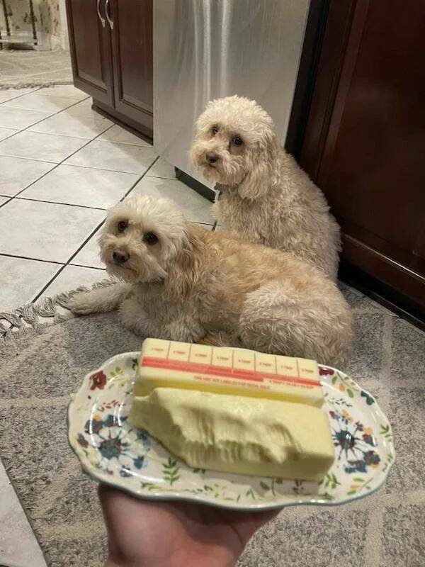 Funny Animals (52 pics)