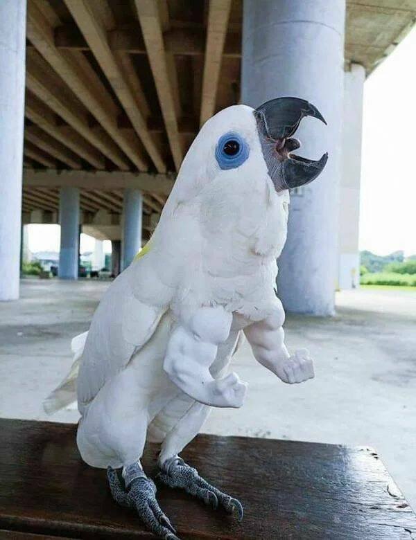 Funny Animals (52 pics)