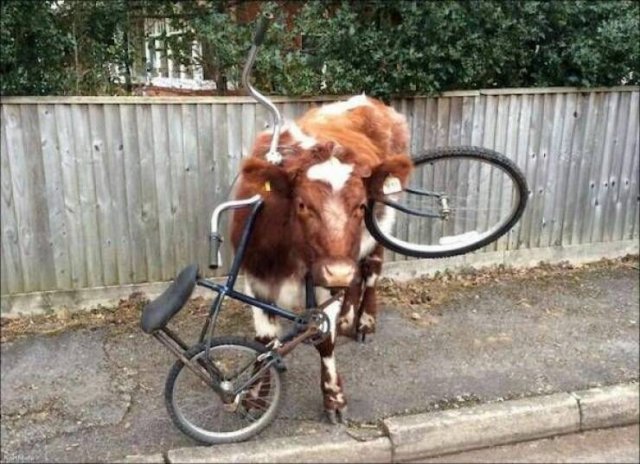 Funny Animals (52 pics)