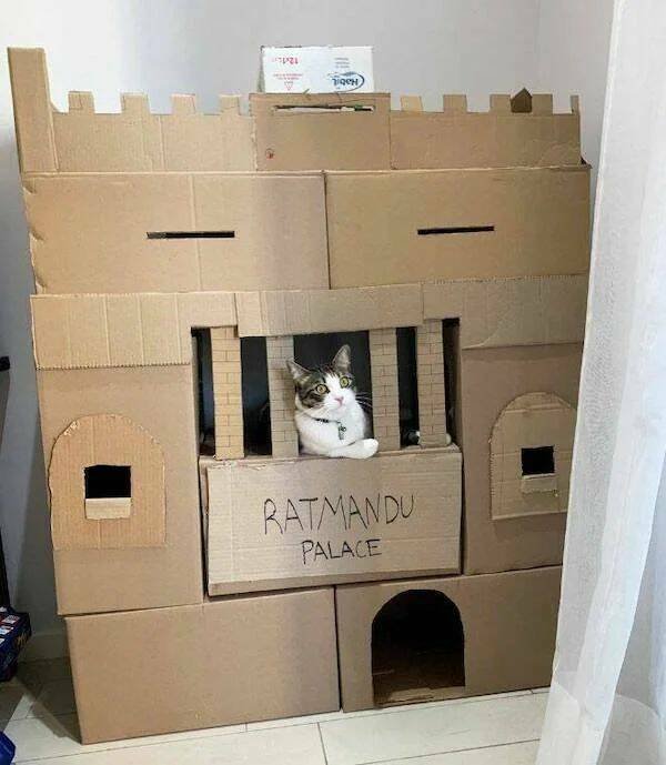 Funny Animals (52 pics)