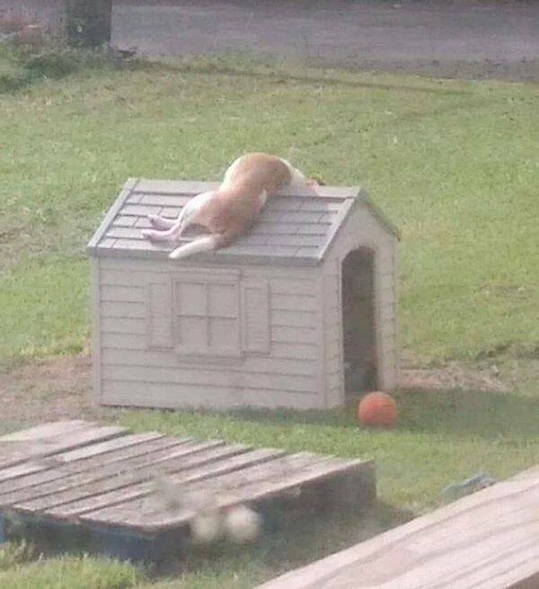 Funny Animals (52 pics)