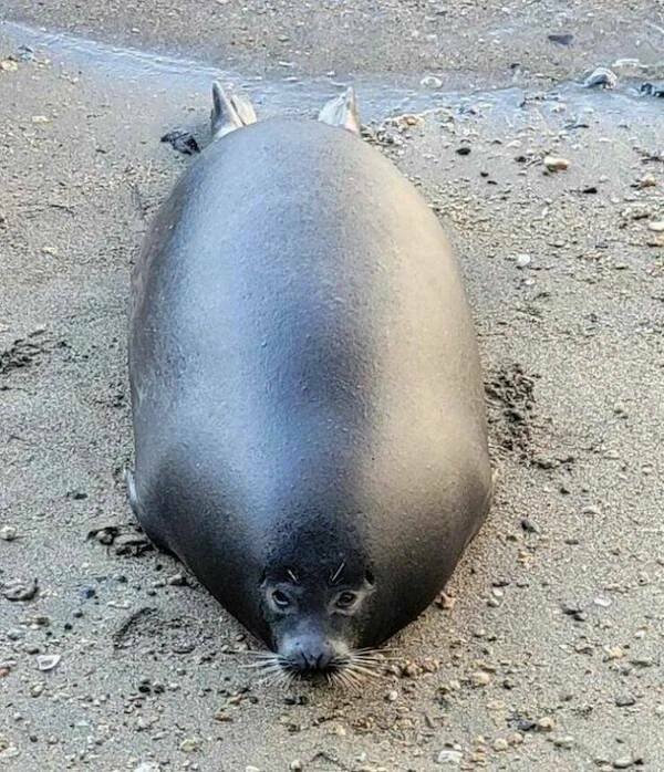 Funny Animals (52 pics)