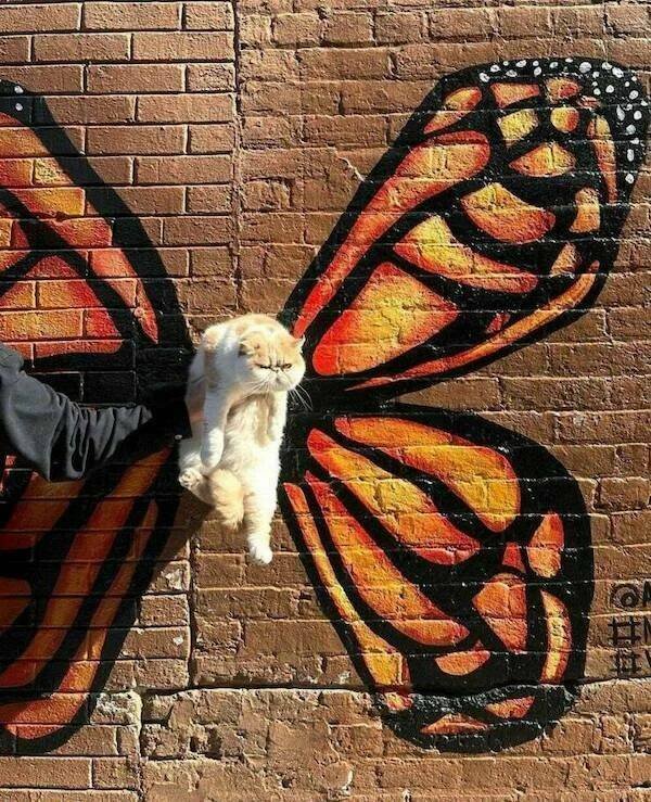 Funny Animals (52 pics)