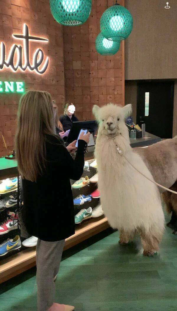 Funny Animals (52 pics)
