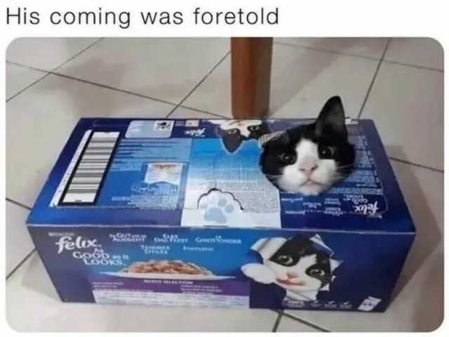 Funny Animals (52 pics)