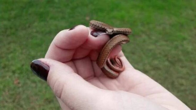 Funny Animals (52 pics)