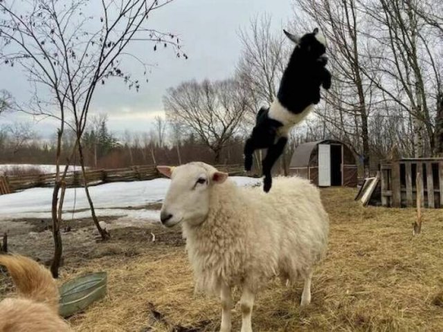 Funny Animals (52 pics)