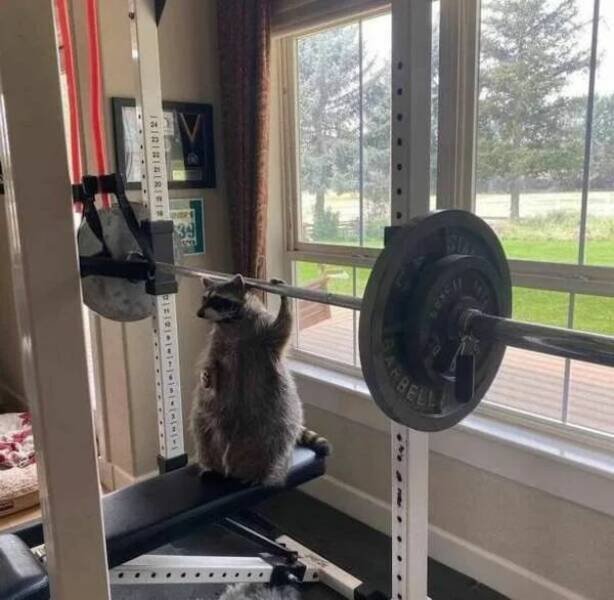 Funny Animals (52 pics)