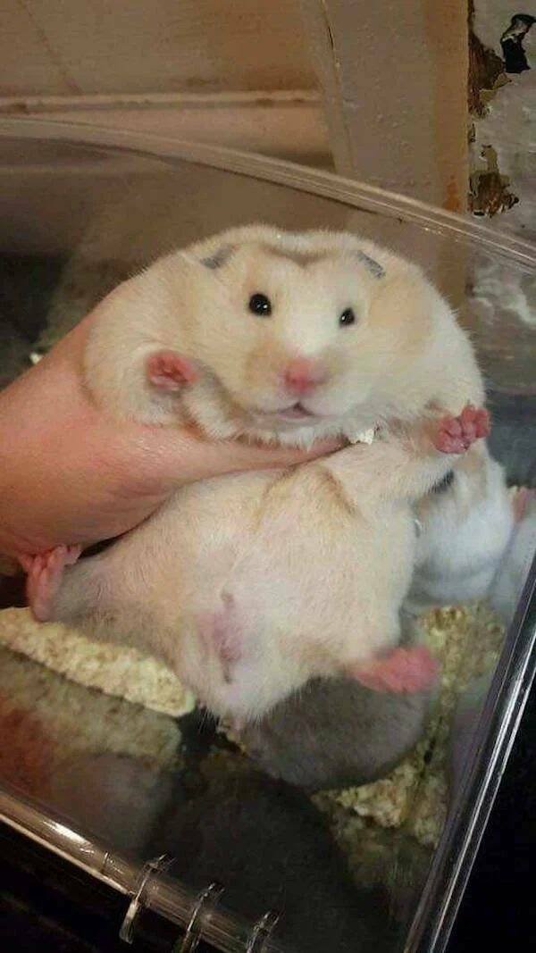 Funny Animals (52 pics)