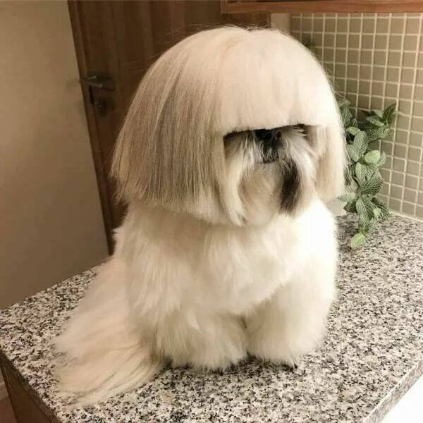 Funny Animals (52 pics)