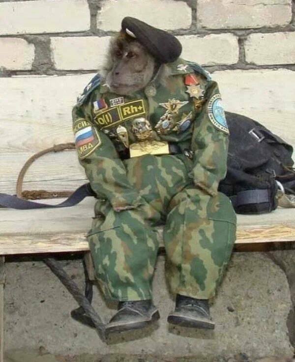 Funny Animals (52 pics)