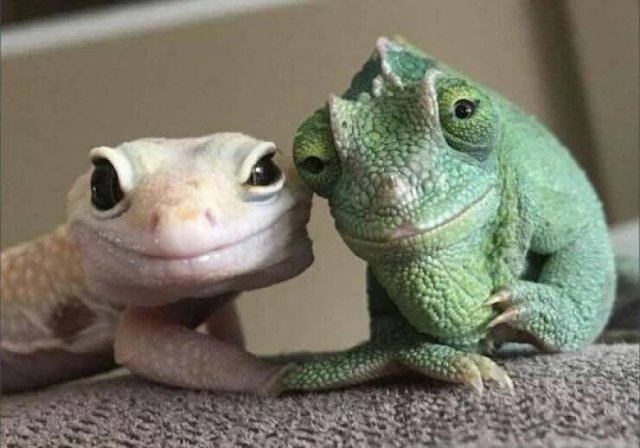 Funny Animals (52 pics)