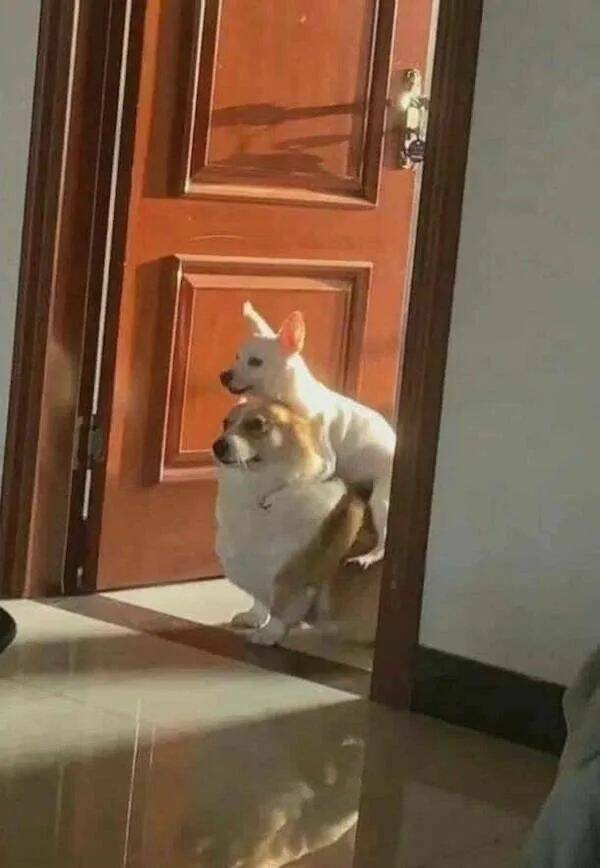 Funny Animals (52 pics)