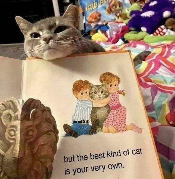 Funny Animals (52 pics)