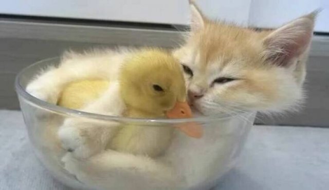 Funny Animals (52 pics)