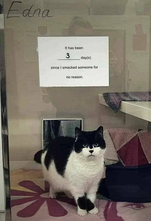 Funny Animals (52 pics)