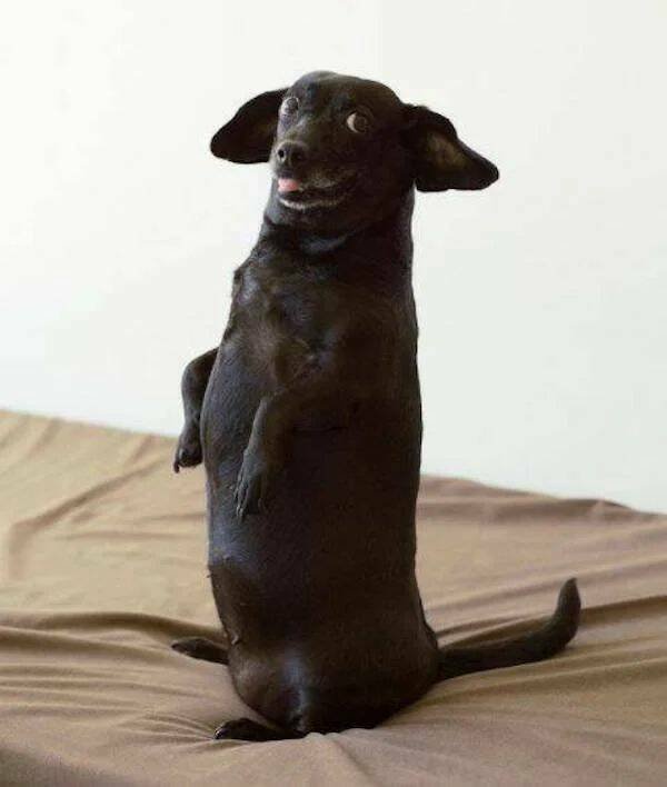 Funny Animals (52 pics)