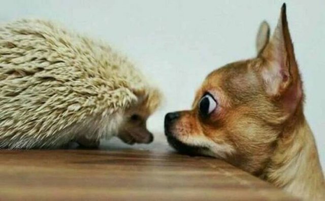Funny Animals (52 pics)