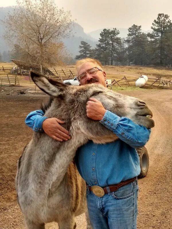 Funny Animals (52 pics)
