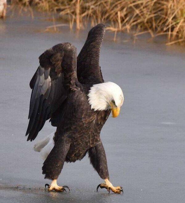 Funny Animals (52 pics)