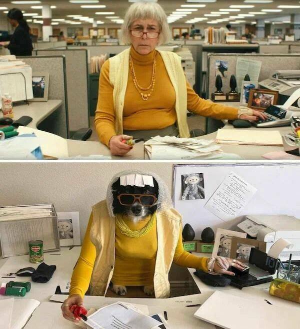Funny Animals (52 pics)