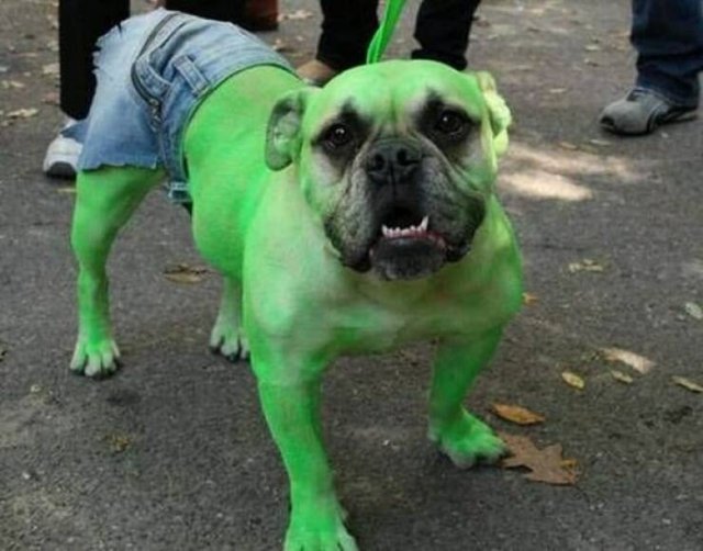Funny Animals (52 pics)