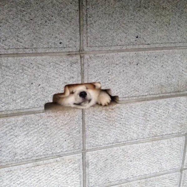 Funny Animals (52 pics)