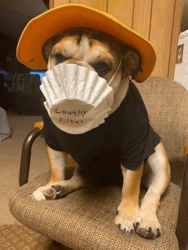 Funny Animals (52 pics)