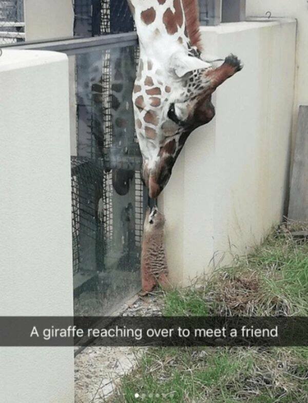 Funny Animals (52 pics)
