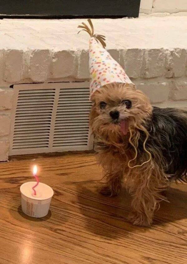 Funny Animals (52 pics)
