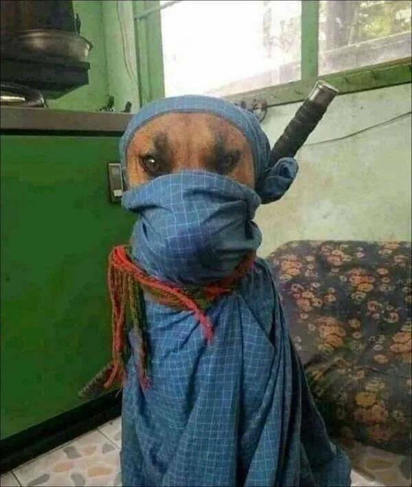 Funny Animals (52 pics)