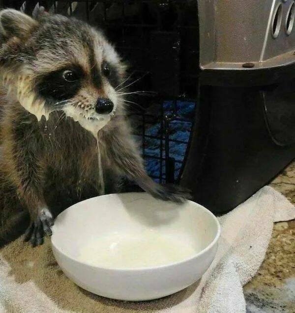 Funny Animals (52 pics)