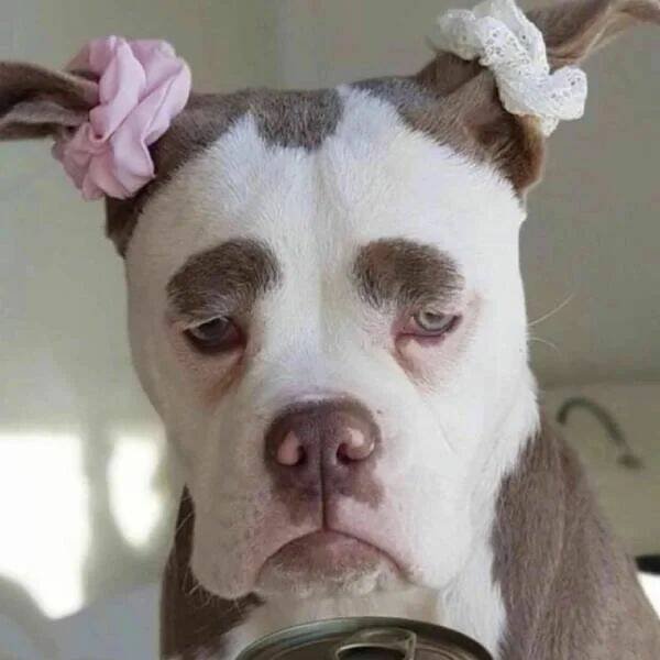 Funny Animals (52 pics)