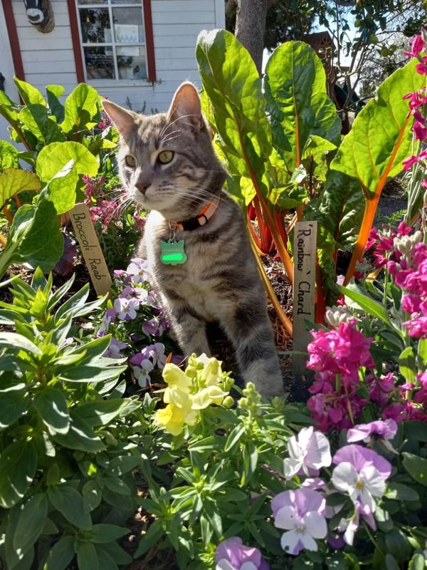 Great Garden Achievements (25 pics) Great Garden Achievements (25 pics)