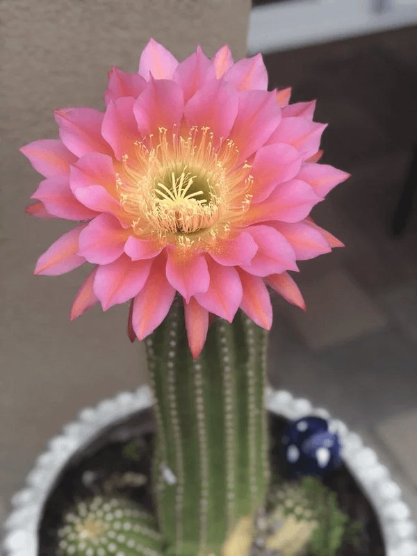 Great Garden Achievements (25 pics) Great Garden Achievements (25 pics)