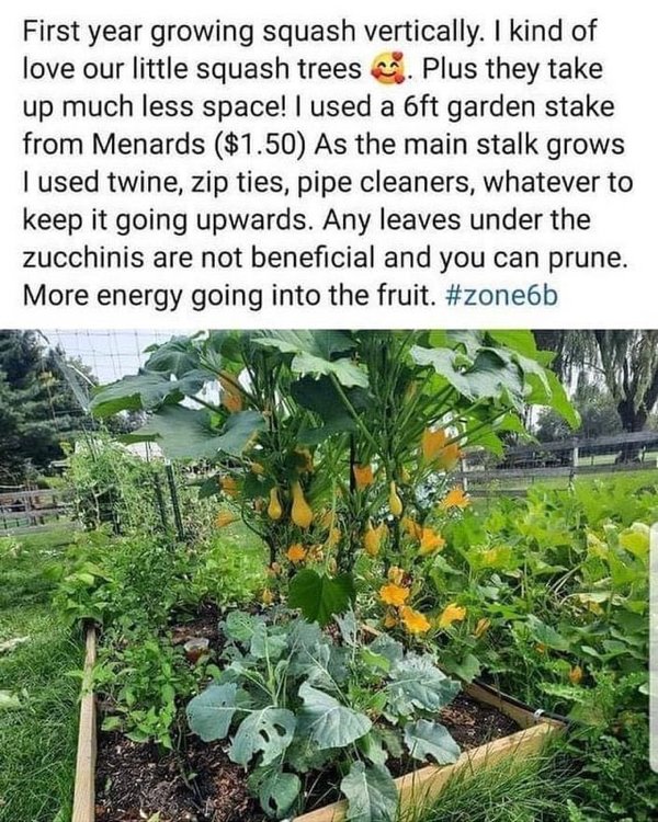 Great Garden Achievements (25 pics)