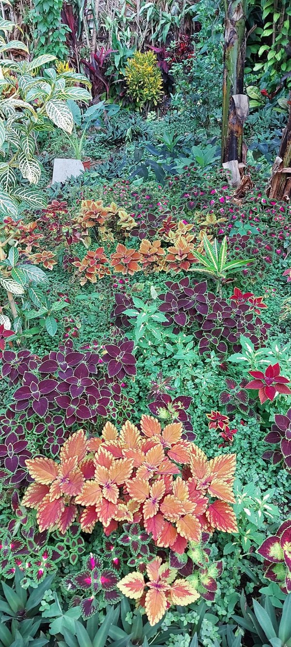 Great Garden Achievements (25 pics) Great Garden Achievements (25 pics)