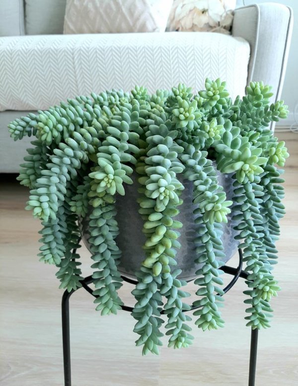 Great Garden Achievements (25 pics) Great Garden Achievements (25 pics)