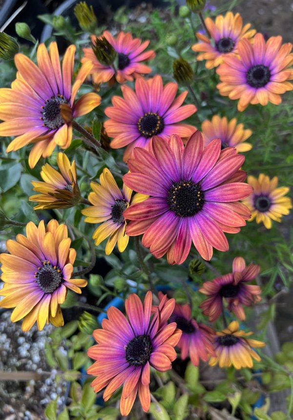 Great Garden Achievements (25 pics) Great Garden Achievements (25 pics)