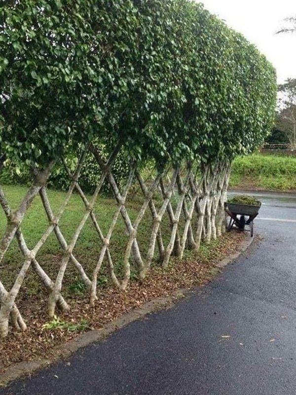 Great Garden Achievements (25 pics) Great Garden Achievements (25 pics)