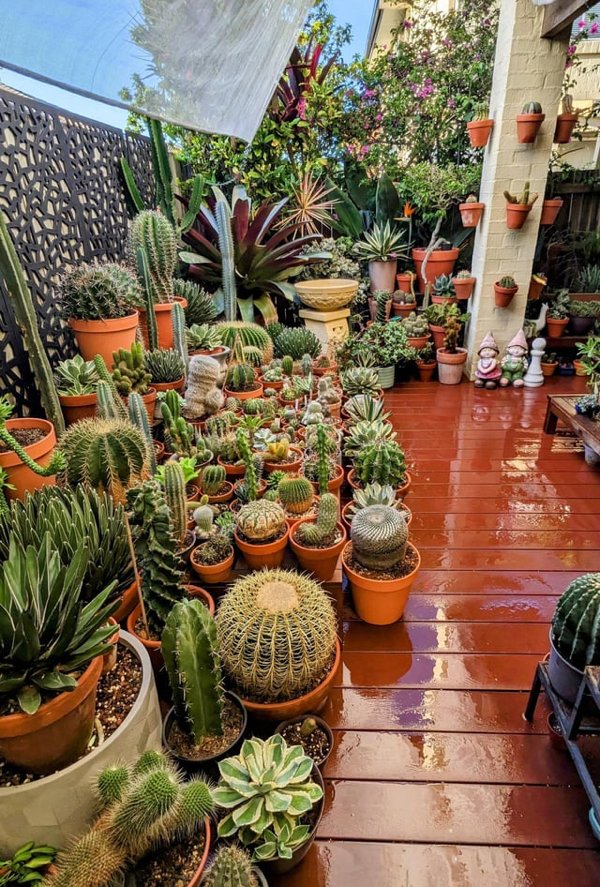 Great Garden Achievements (25 pics) Great Garden Achievements (25 pics)