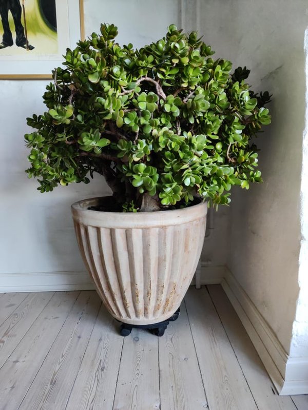 Great Garden Achievements (25 pics) Great Garden Achievements (25 pics)
