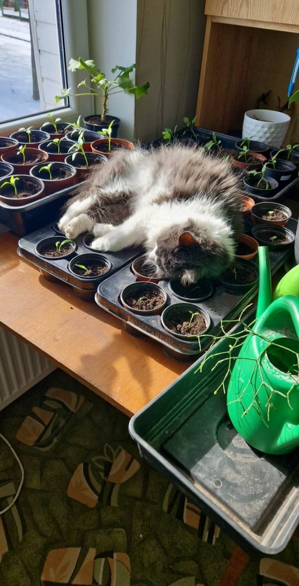 Great Garden Achievements (25 pics) Great Garden Achievements (25 pics)
