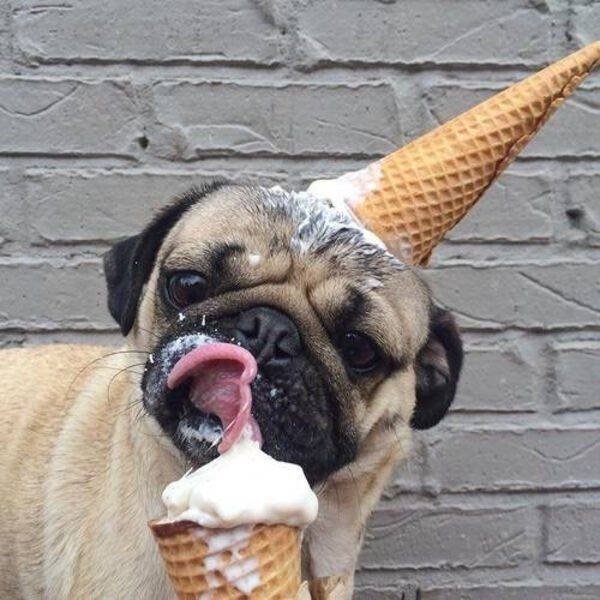 Funny Animals (46 pics)
